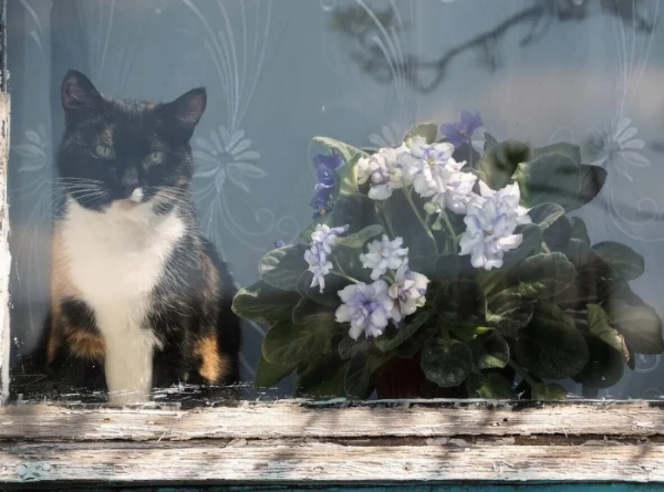 Минута отдыха Для этих котиков окно — это портал в другую Вселенную Животные 