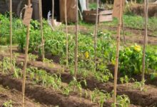 Минута отдыха Расставляем приоритеты для рассады Сад огород 