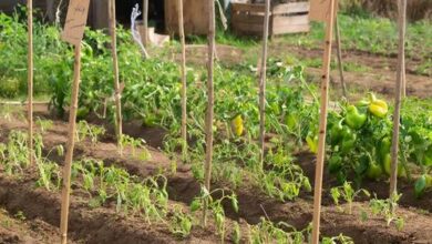 Минута отдыха Расставляем приоритеты для рассады Сад огород 