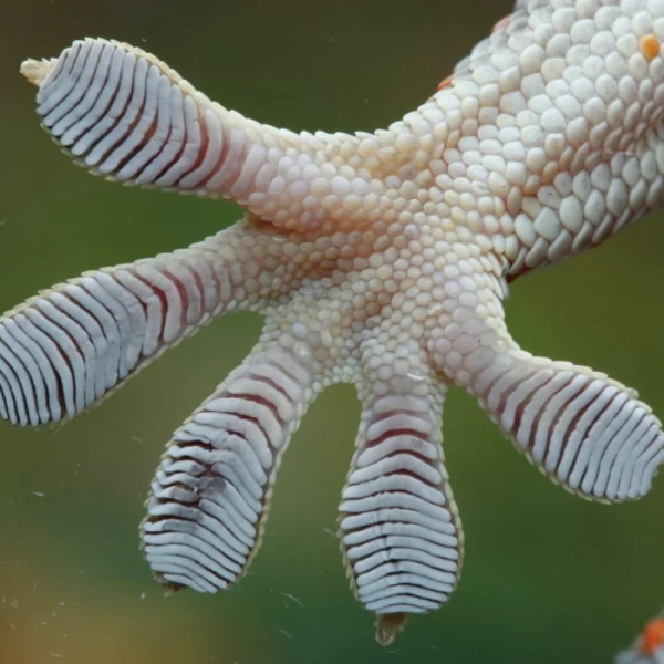 Минута отдыха Удивительные лапы животных, которые поражают воображение Животные 