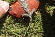 Минута отдыха Необычные создания с поразительными природными способностями Животные 