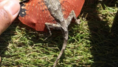 Минута отдыха Необычные создания с поразительными природными способностями Животные 