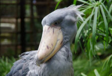 Минута отдыха Необычные и странные создания природы, которые вас удивят Животные 