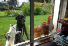 Минута отдыха Милые питомцы, которые умоляли пустить их домой Животные 