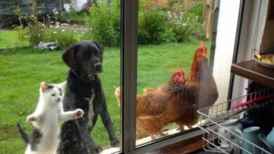 Минута отдыха Милые питомцы, которые умоляли пустить их домой Животные Минута отдыха Милые питомцы, которые умоляли пустить их домой Животные