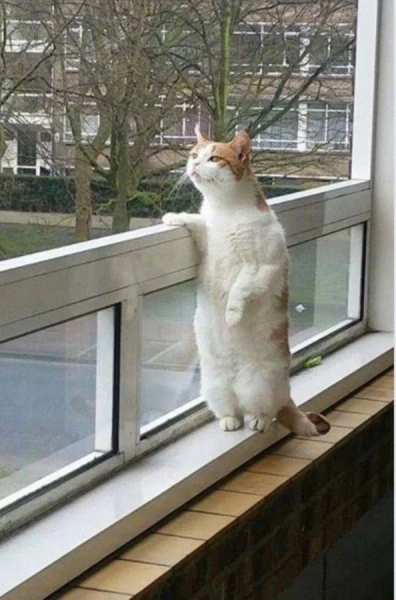 Минута отдыха Для этих котиков окно — это портал в другую Вселенную Животные 