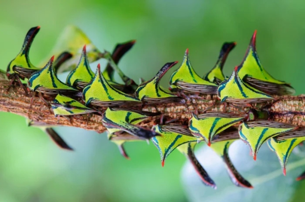 Минута отдыха Необычные и странные создания природы, которые вас удивят Животные Минута отдыха Необычные и странные создания природы, которые вас удивят Животные