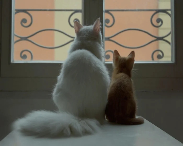 Минута отдыха Для этих котиков окно — это портал в другую Вселенную Животные 