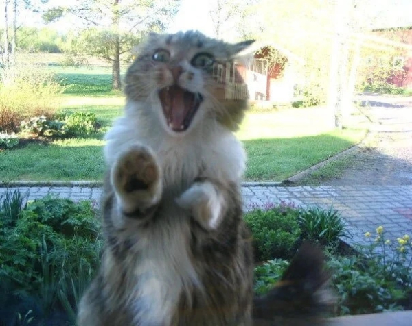 Минута отдыха Милые питомцы, которые умоляли пустить их домой Животные 