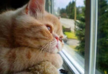 Минута отдыха Для этих котиков окно — это портал в другую Вселенную Животные 