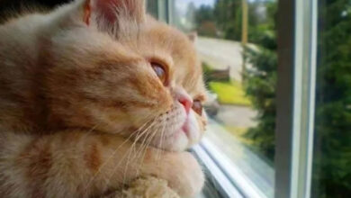 Минута отдыха Для этих котиков окно — это портал в другую Вселенную Животные 