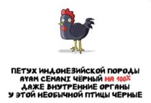 Минута отдыха Интересные короткие факты на все случаи жизни Интересное 