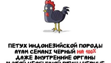 Минута отдыха Интересные короткие факты на все случаи жизни Интересное 