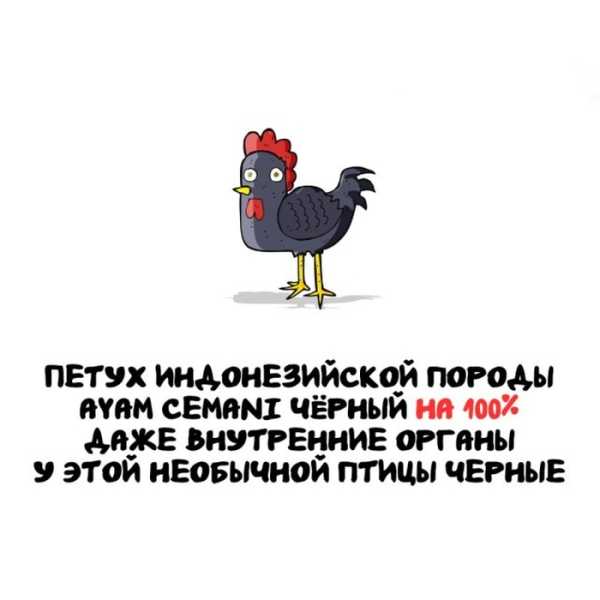 Минута отдыха Интересные короткие факты на все случаи жизни Интересное Минута отдыха Интересные короткие факты на все случаи жизни Интересное