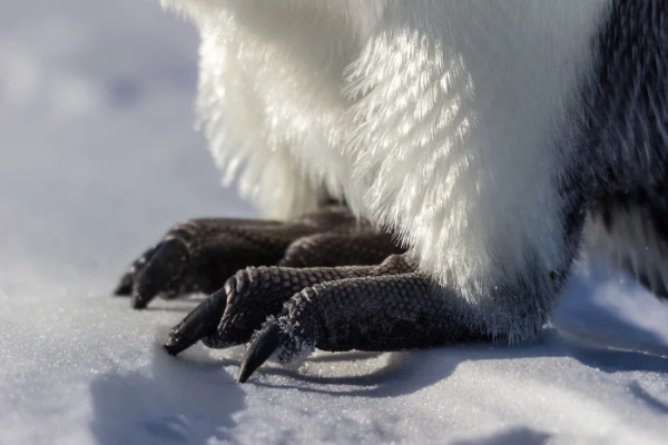 Минута отдыха Удивительные лапы животных, которые поражают воображение Животные 