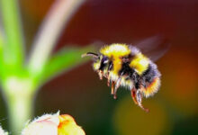 Минута отдыха Противоречит ли законам физики полёт шмеля? Интересное 