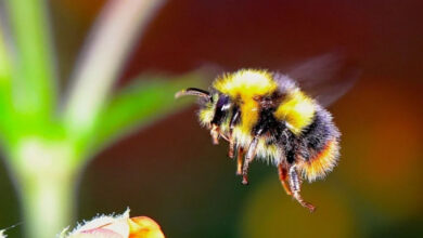 Минута отдыха Противоречит ли законам физики полёт шмеля? Интересное 