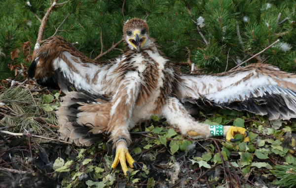 Минута отдыха В 40 лет орёл разбивает себе клюв и вырывает все перья Интересное 