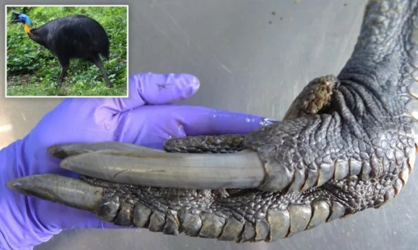 Минута отдыха Необычные создания с поразительными природными способностями Животные 