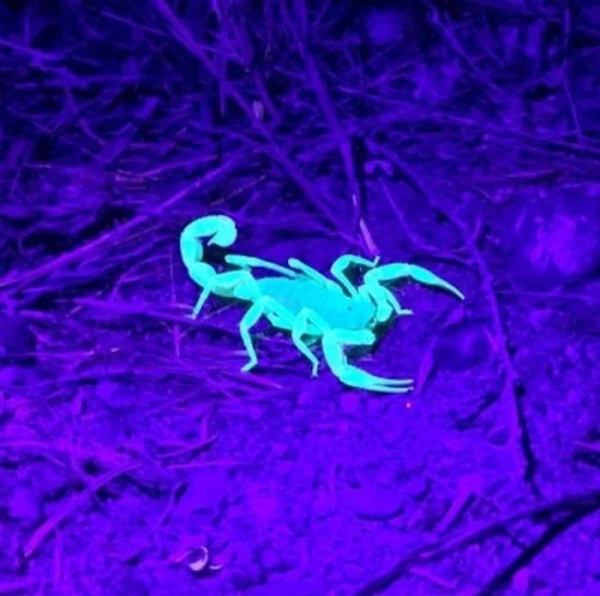 Минута отдыха Необычные создания с поразительными природными способностями Животные 