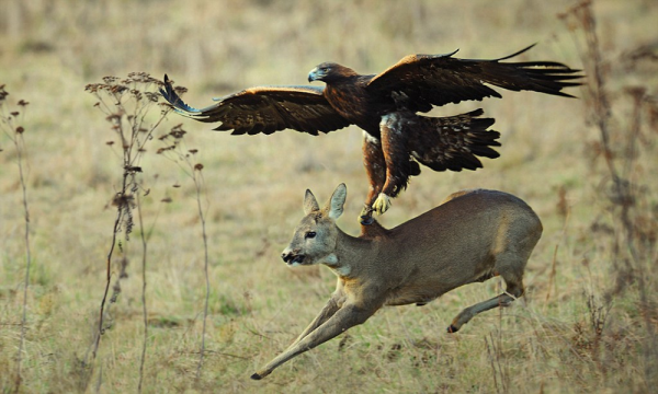 Минута отдыха В 40 лет орёл разбивает себе клюв и вырывает все перья Интересное 