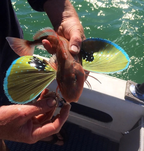 Минута отдыха Необычные создания с поразительными природными способностями Животные 