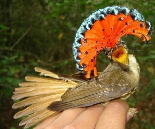 Минута отдыха Необычные и странные создания природы, которые вас удивят Животные Минута отдыха Необычные и странные создания природы, которые вас удивят Животные