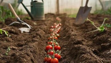 Минута отдыха Зелёный свет томатам Сад огород Минута отдыха Зелёный свет томатам Сад огород