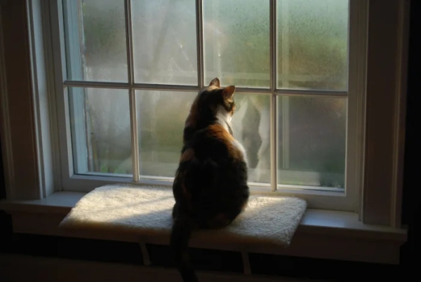 Минута отдыха Для этих котиков окно — это портал в другую Вселенную Животные 