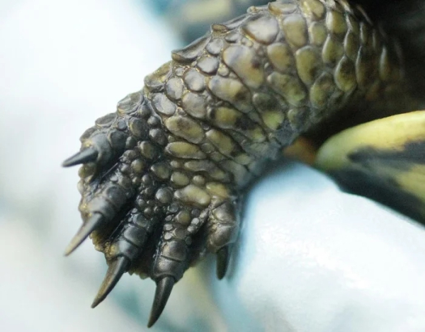 Минута отдыха Удивительные лапы животных, которые поражают воображение Животные 