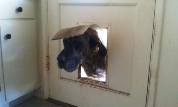 Минута отдыха Милые питомцы, которые умоляли пустить их домой Животные 