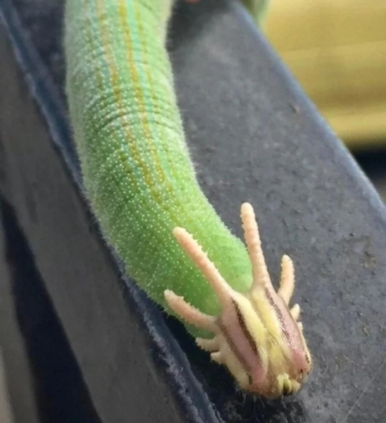 Минута отдыха Необычные создания с поразительными природными способностями Животные 