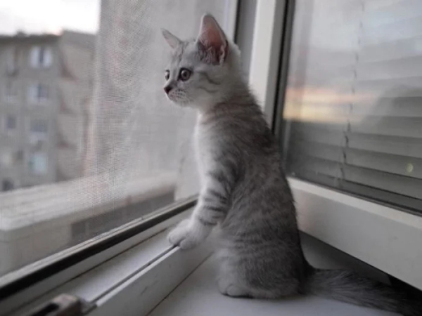 Минута отдыха Для этих котиков окно — это портал в другую Вселенную Животные 