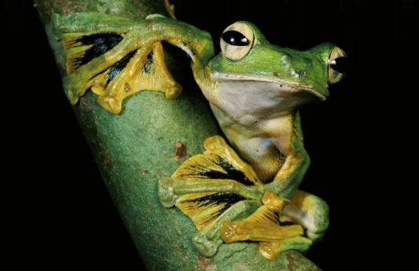 Минута отдыха Удивительные лапы животных, которые поражают воображение Животные 