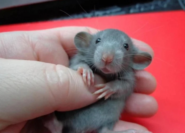 Минута отдыха Удивительные лапы животных, которые поражают воображение Животные 