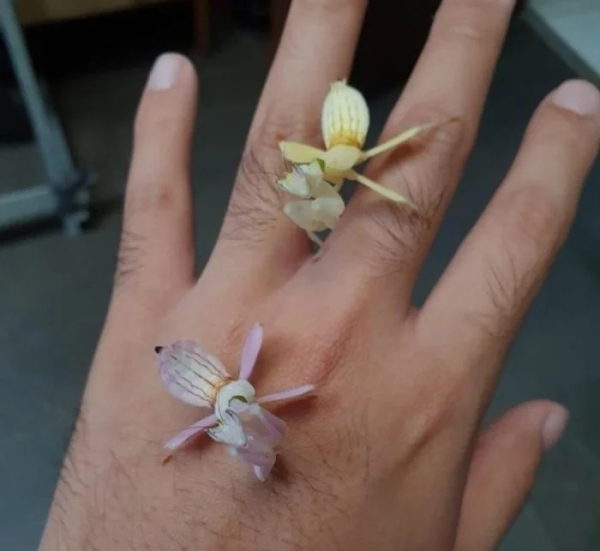 Минута отдыха Необычные создания с поразительными природными способностями Животные 