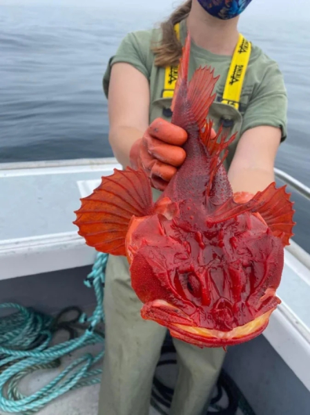 Минута отдыха Необычные создания с поразительными природными способностями Животные 