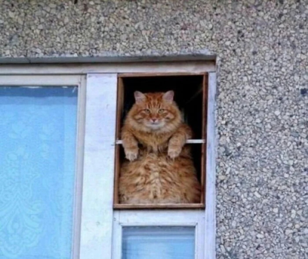 Минута отдыха Для этих котиков окно — это портал в другую Вселенную Животные 