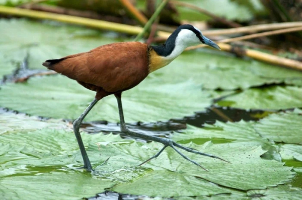 Минута отдыха Удивительные лапы животных, которые поражают воображение Животные 