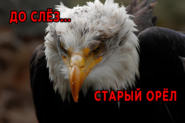 Минута отдыха В 40 лет орёл разбивает себе клюв и вырывает все перья Интересное 