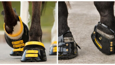 Минута отдыха Кроссовки для лошадей Интересное 