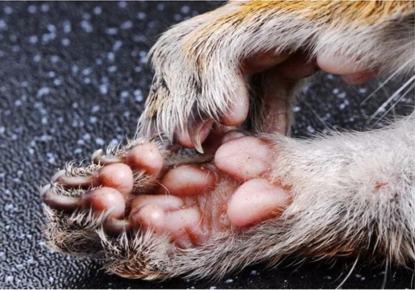 Минута отдыха Удивительные лапы животных, которые поражают воображение Животные 
