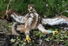 Минута отдыха В 40 лет орёл разбивает себе клюв и вырывает все перья Интересное 