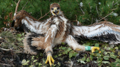 Минута отдыха В 40 лет орёл разбивает себе клюв и вырывает все перья Интересное 