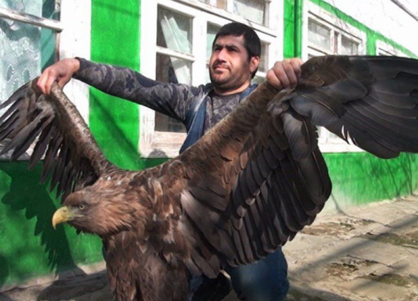 Минута отдыха В 40 лет орёл разбивает себе клюв и вырывает все перья Интересное 