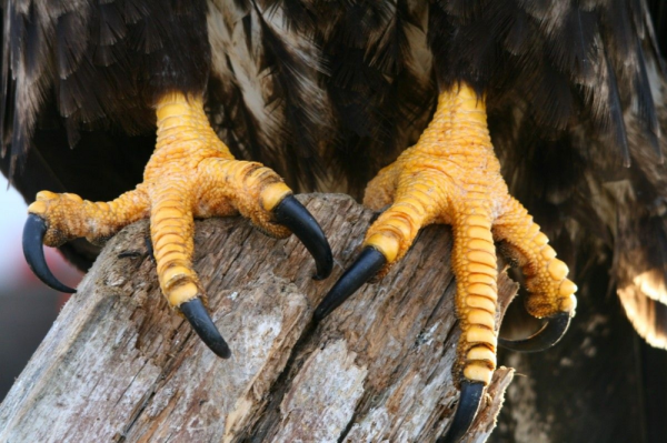 Минута отдыха В 40 лет орёл разбивает себе клюв и вырывает все перья Интересное 