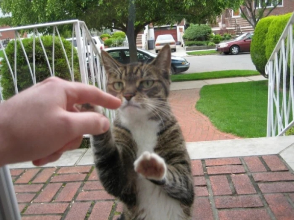 Минута отдыха Милые питомцы, которые умоляли пустить их домой Животные 