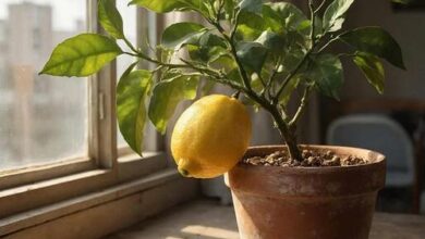 Минута отдыха Свой лимон с подоконника: сказка или отличный план? Сад огород 