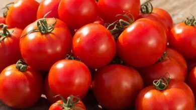 Минута отдыха Помидоры не всегда полезны Полезности эксклюзив помидоры Игорь Михайлов здоровье диета 