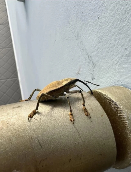 Минута отдыха Красота и уникальность безобидных насекомых, которые только выглядят страшно Животные 